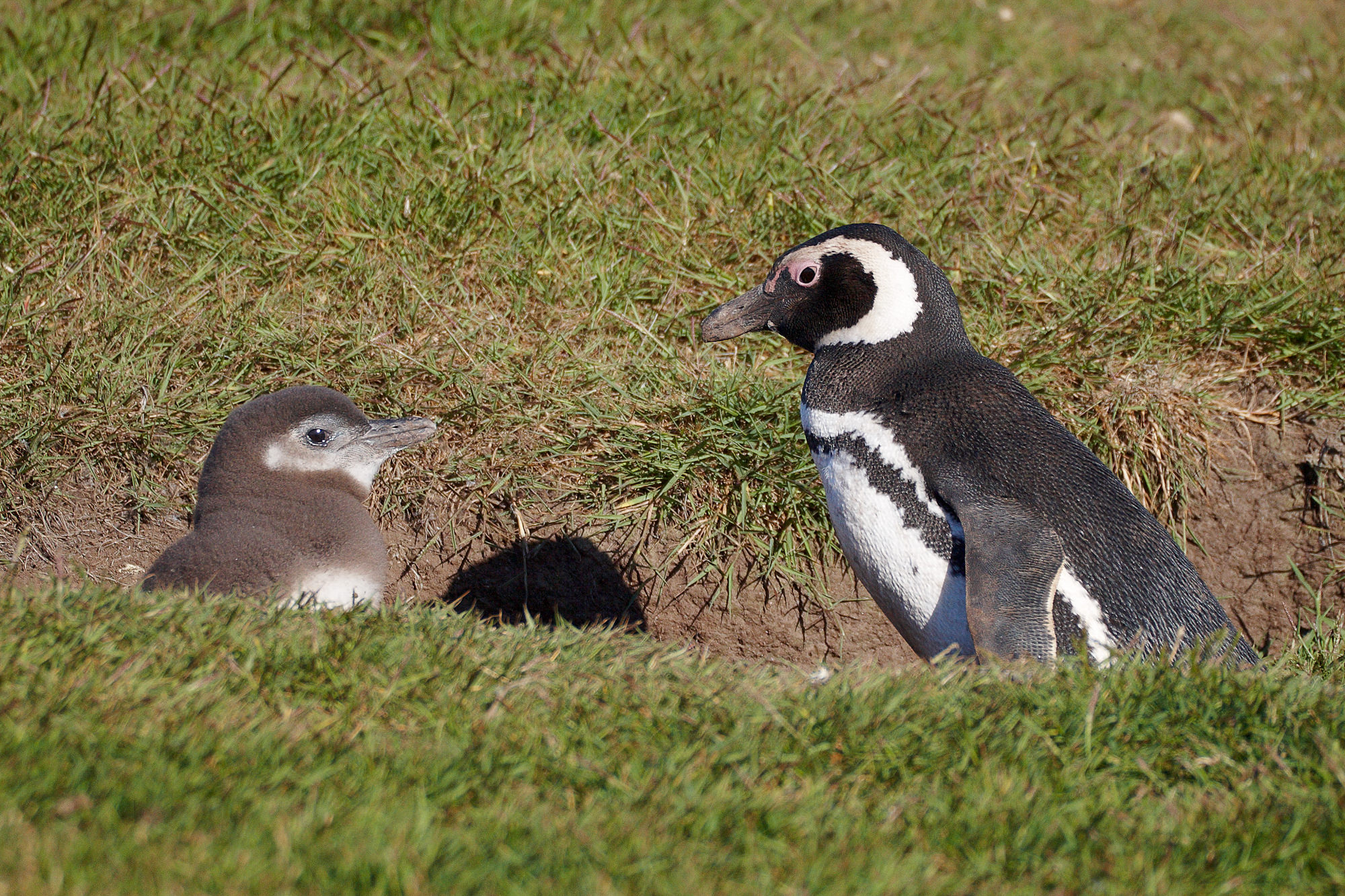Nest eines Magellan Pinguin